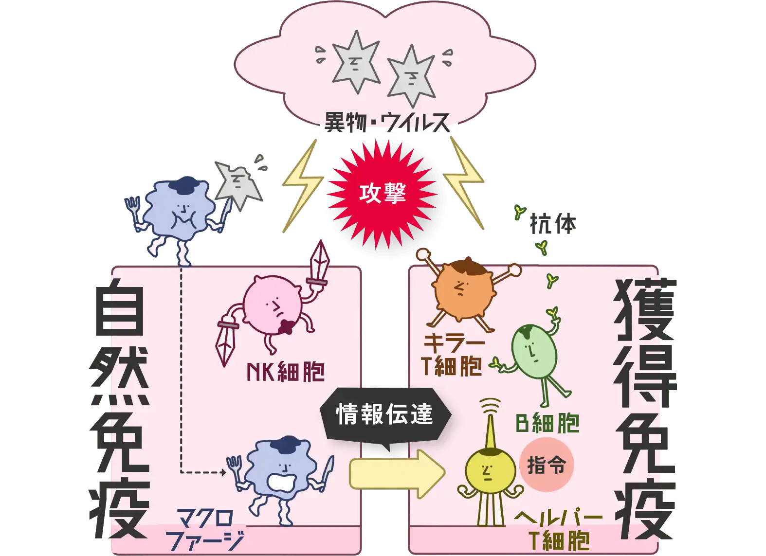 「獲得免疫」図解