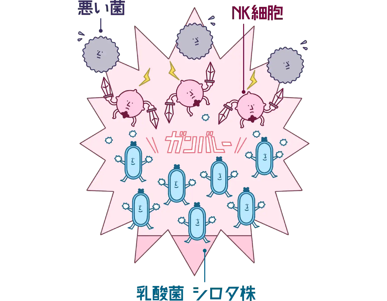 「乳酸菌と免疫の関係」図解