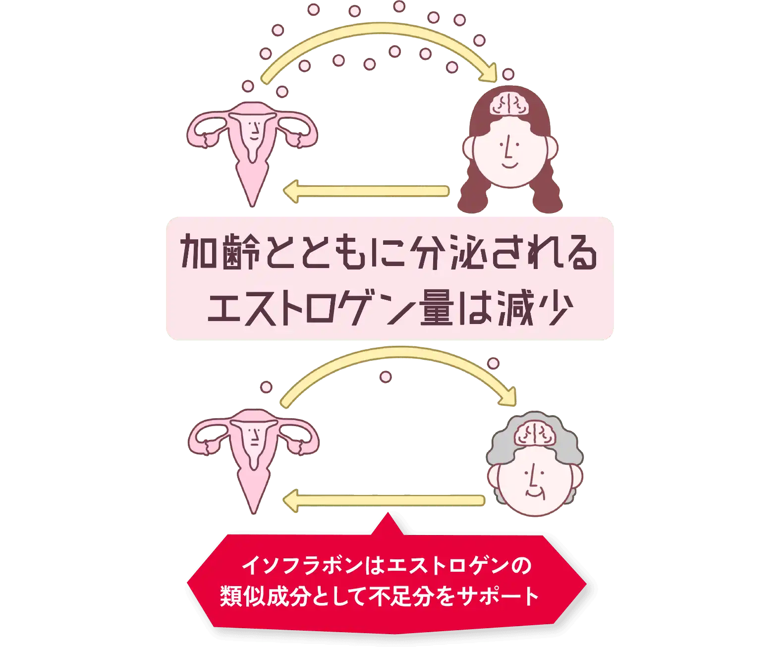 「エストロゲンとは？」図解