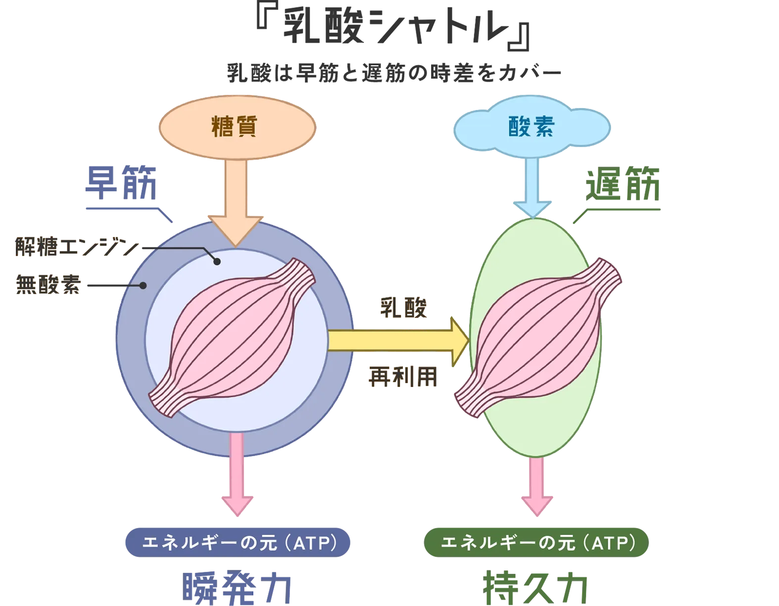 「乳酸シャトル」概念図