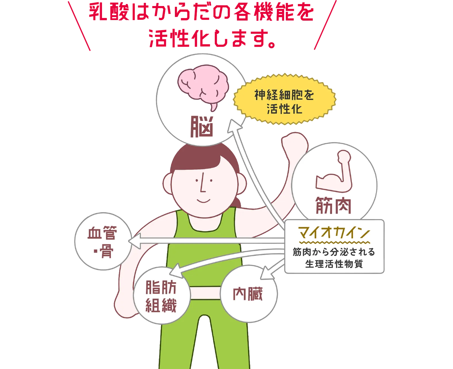 「乳酸はからだの各機能を活性化します。」概念図