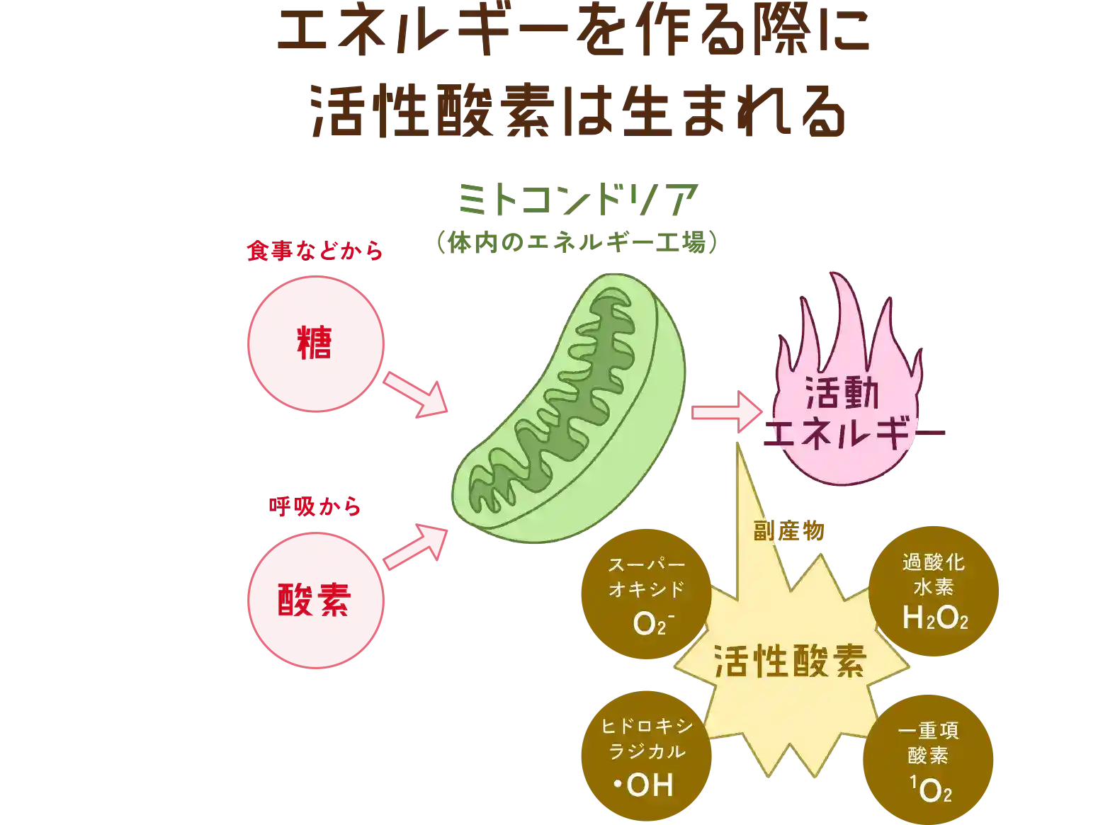 「エネルギーを作る際に活性酸素は生まれる」図解