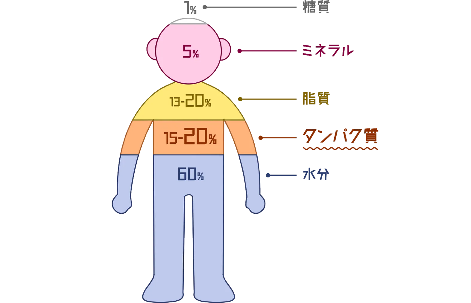 「タンパク質は健康の何を支えているの？」図解