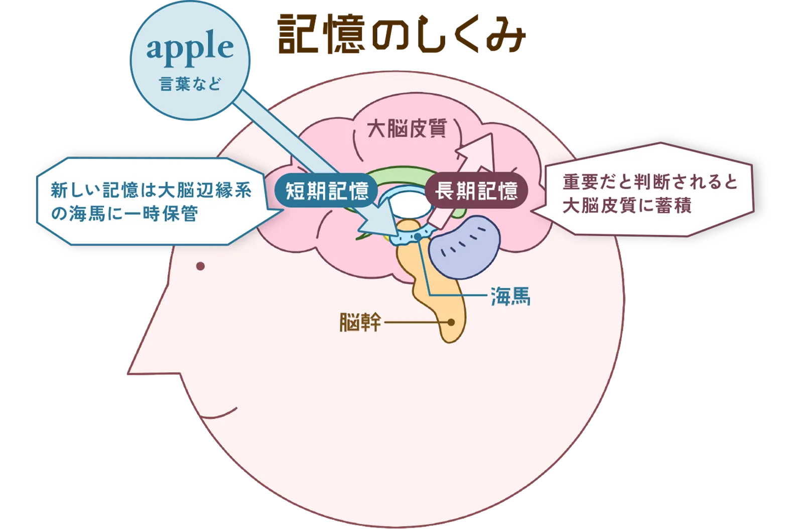 記憶の仕組み