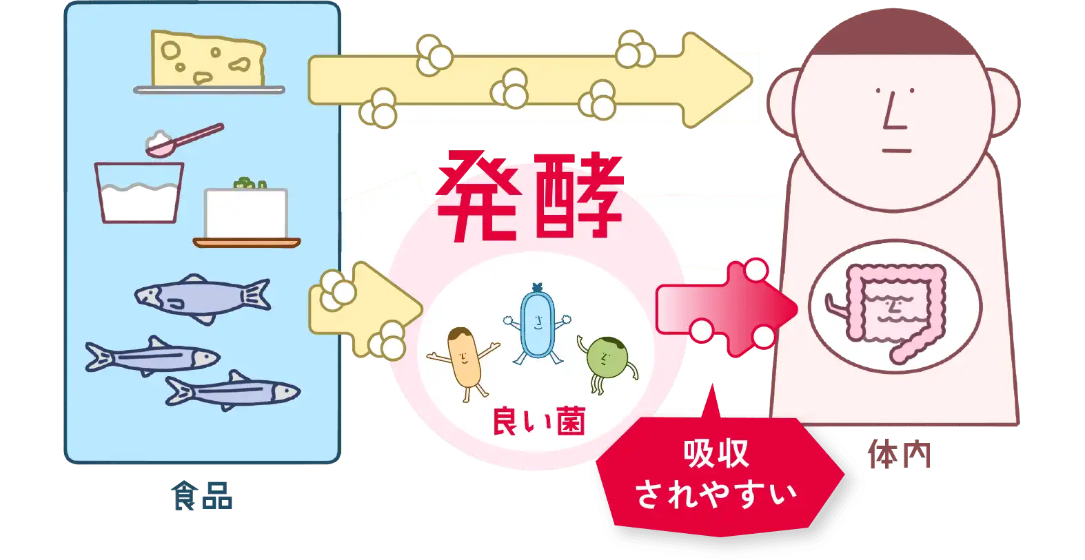 「発酵食品ってなぜ体にいいの？」図解