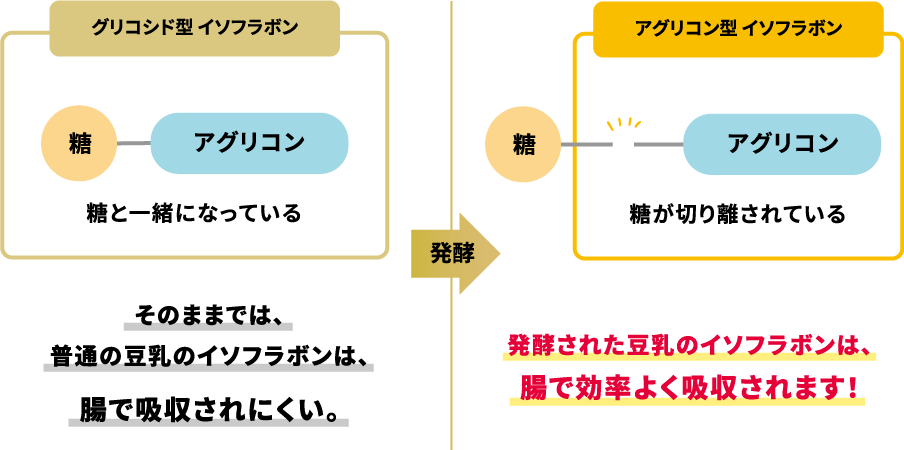 そのままでは、普通の投入のイソフラボンは、腸で吸収されにくい。→発酵された豆乳のイソフラボンは、腸で効率よく吸収されます！