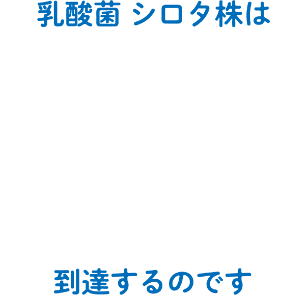 乳酸菌シロタ株は生きて腸内まで 到達するのです